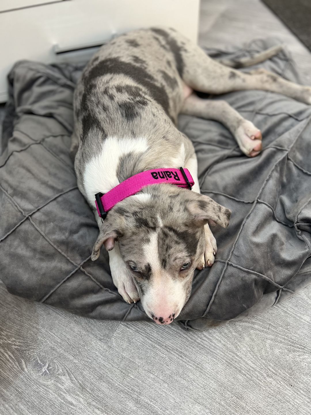Customer photo review of 2.5cm Combat® Collar | With Handle & Rated Clip - Magentas v2.0