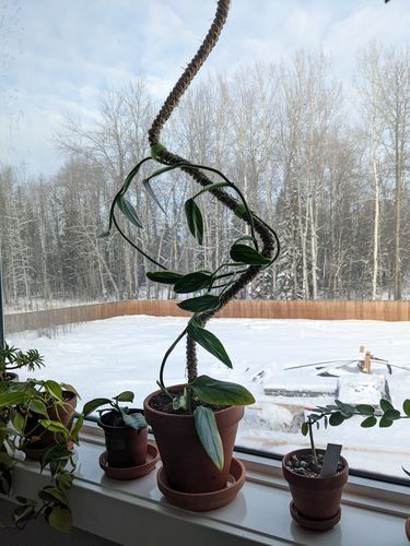 Customer photo of The Original Bendable Coir Pole™ - Best Seller (Tape Included) from Shari G.
