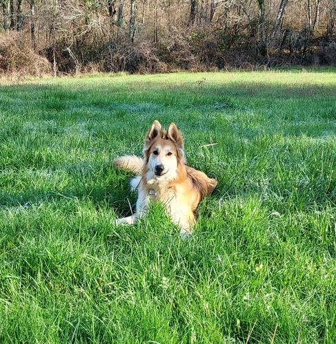 Customer photo review of Collier Anti Aboiement PuppySafe