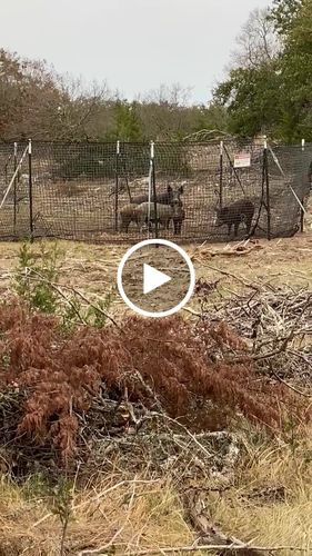 Customer video review of Pig Brig Trap System