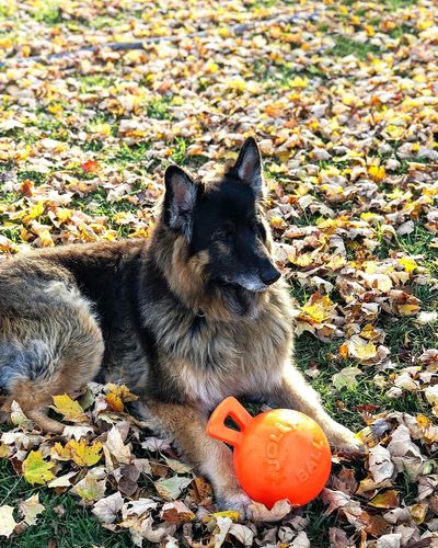 Customer photo review of Wigglewow Premium Natural Oat-Bacon Dog Treats - Made in USA