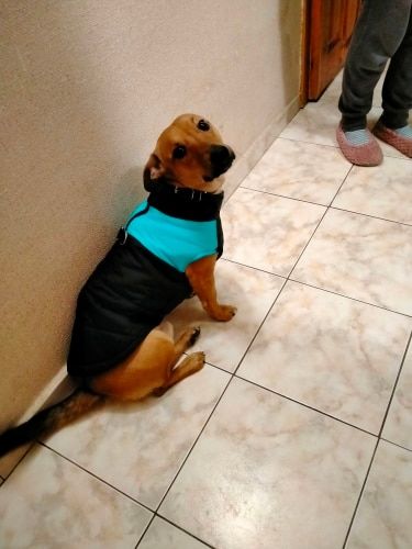 Customer photo review of Piumino Dettaglio Celeste