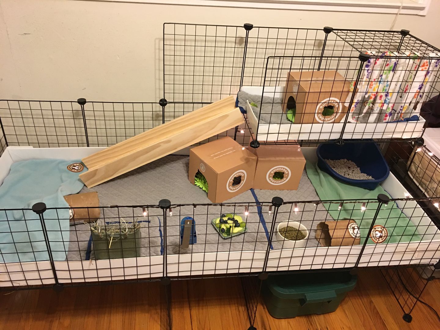 Customer photo review of GuineaDad Crunchy Condo - Pack of 3