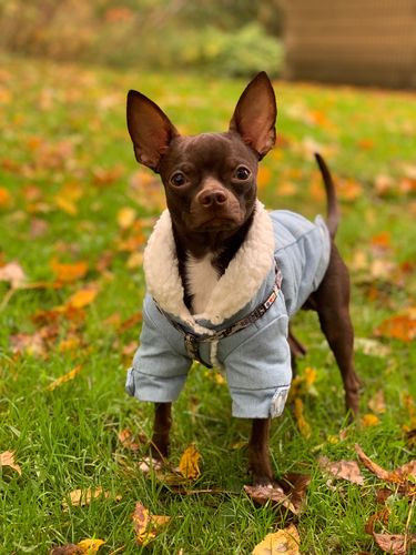 Customer photo review of Giacca Di Jeans Chiara