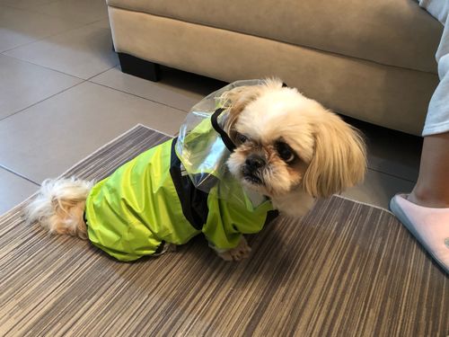 Customer photo review of Impermeabile "The Dog Face" Verde