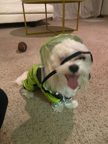 Customer photo review of Impermeabile "The Dog Face" Verde