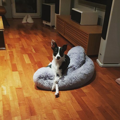 Customer photo review of Puppery Kuschelbett - Das Original