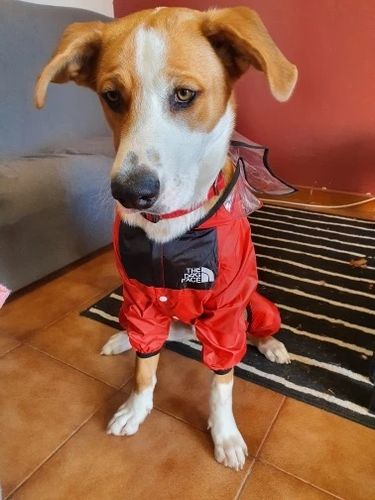 Customer photo review of Impermeabile "The Dog Face" Rosso