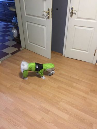 Customer photo review of Impermeabile "The Dog Face" Verde