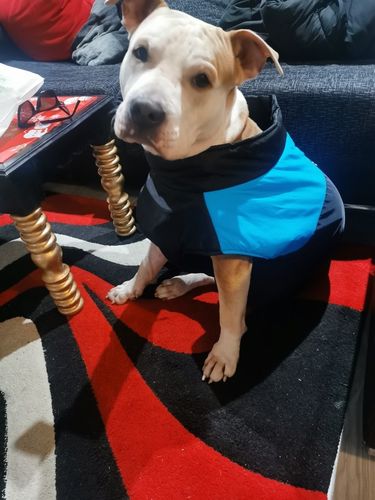 Customer photo review of Piumino Dettaglio Celeste