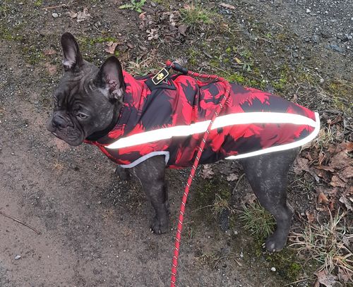 Customer photo review of Pfotenlove - Wärmender & Wasserfester Regen -und Schneeschutzmantel - Design Yellow Edition