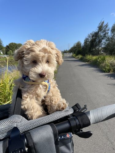 Customer photo review of All In One Pet Carrier Bag | Dog Bike Basket | Backpack for Dogs & Cats | Car Booster Seat