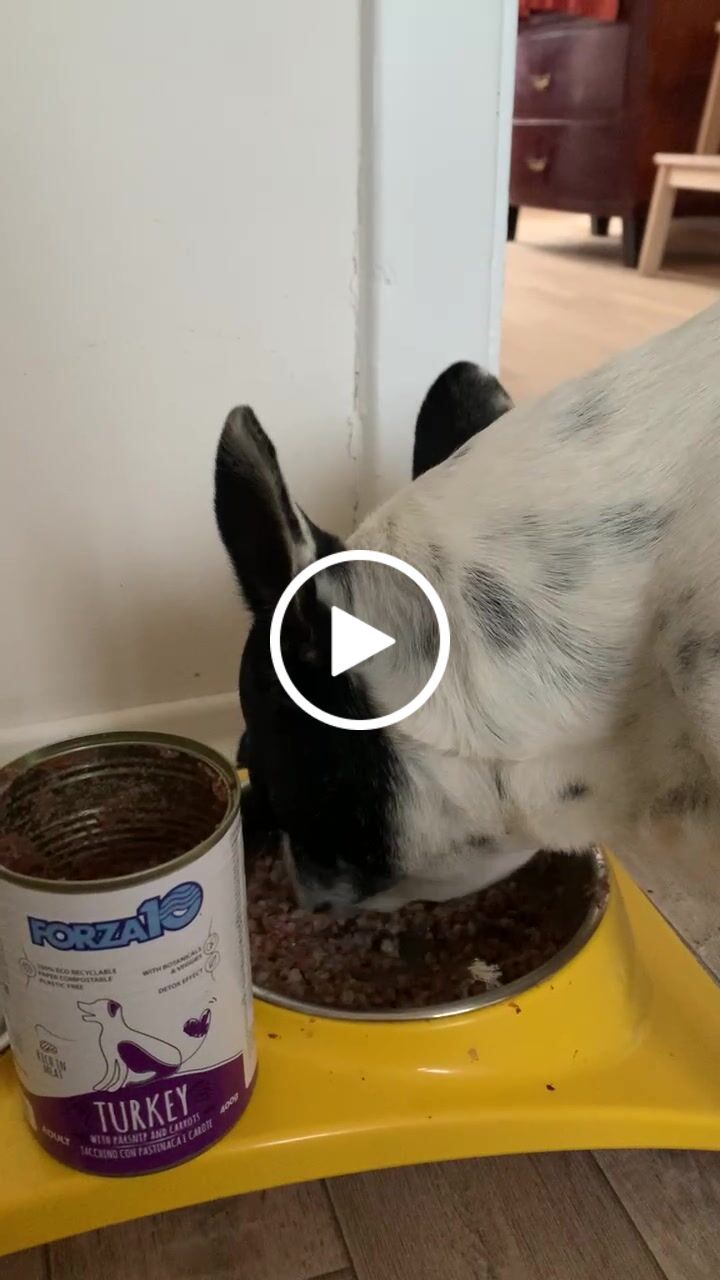 Customer video review of Konservi suņiem ar TĪTARU, pastinakiem un burkāniem