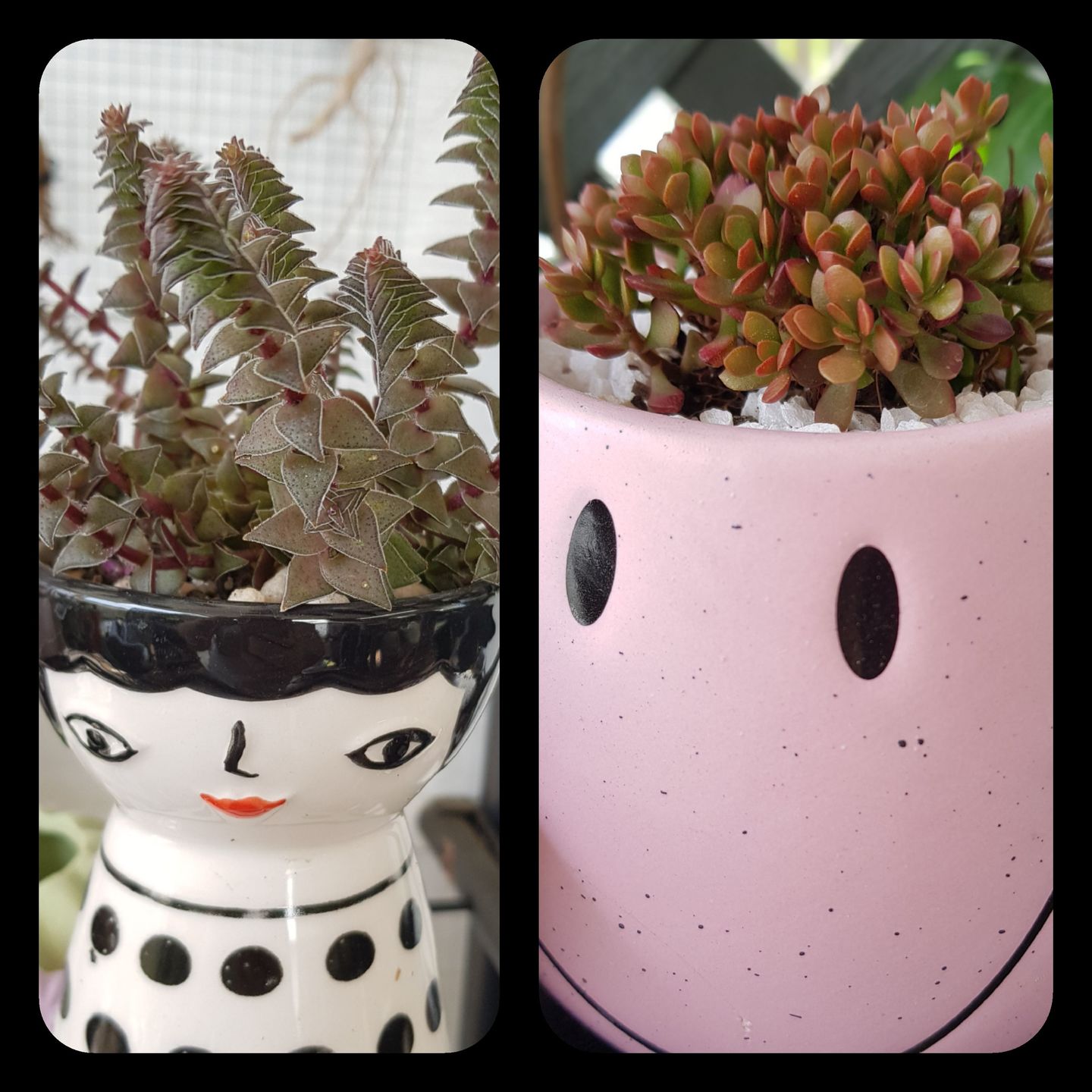 Customer photo review of Crassula atropurpurea var. anomala