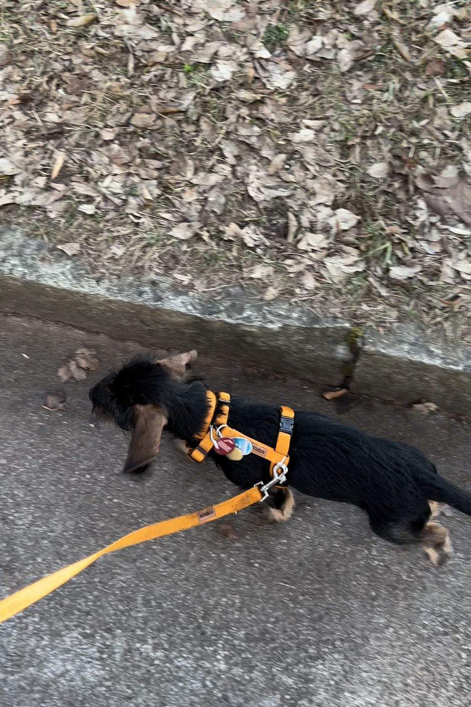 Customer photo review of PREMIUM Hundegeschirr gepolstert