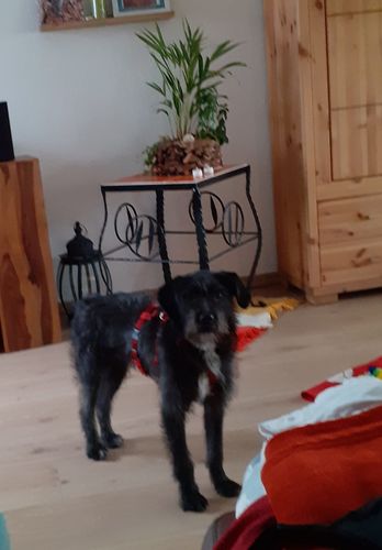 Customer photo review of PREMIUM Panikgeschirr gepolstert