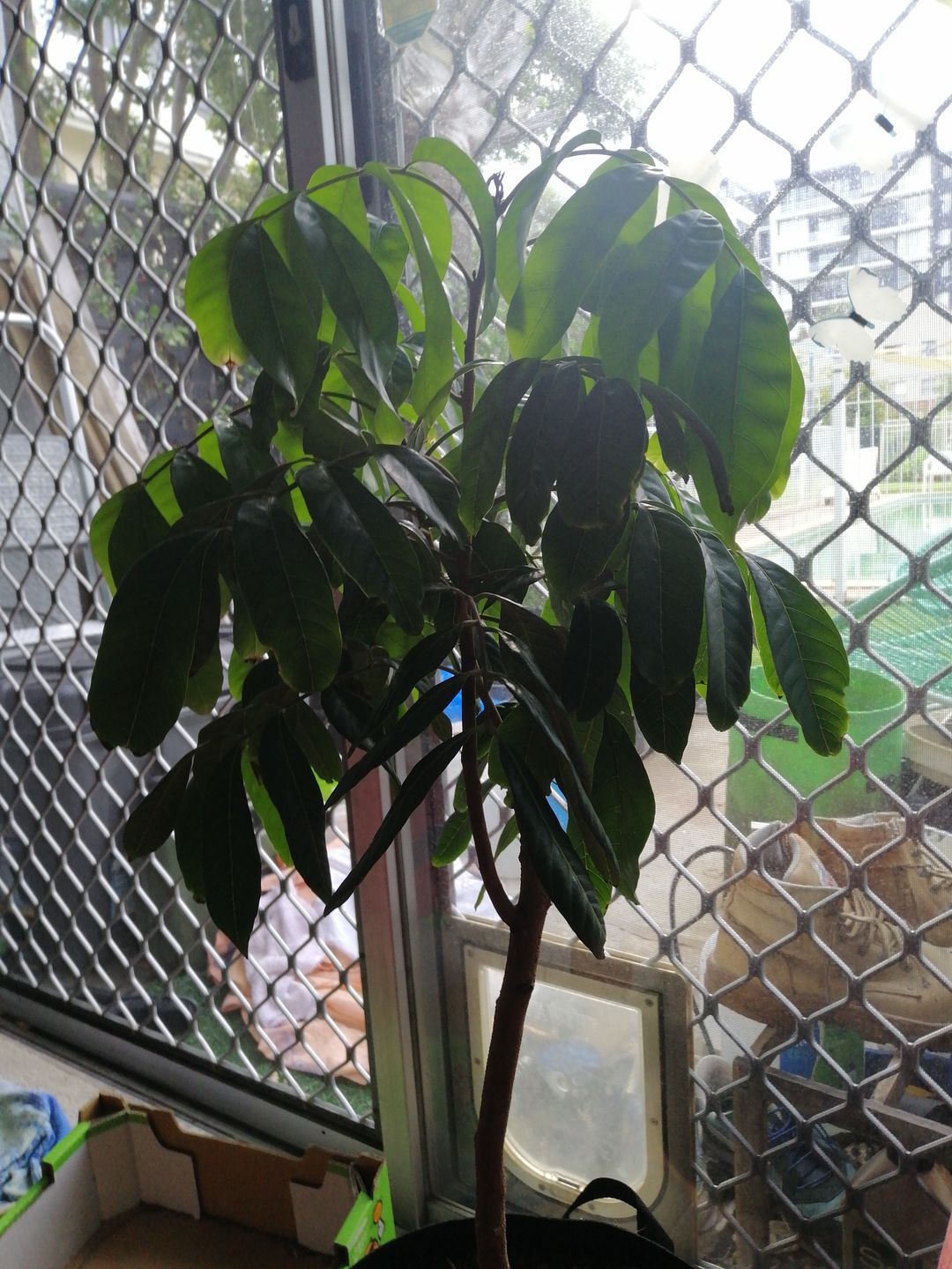 Customer photo review of Longanberry