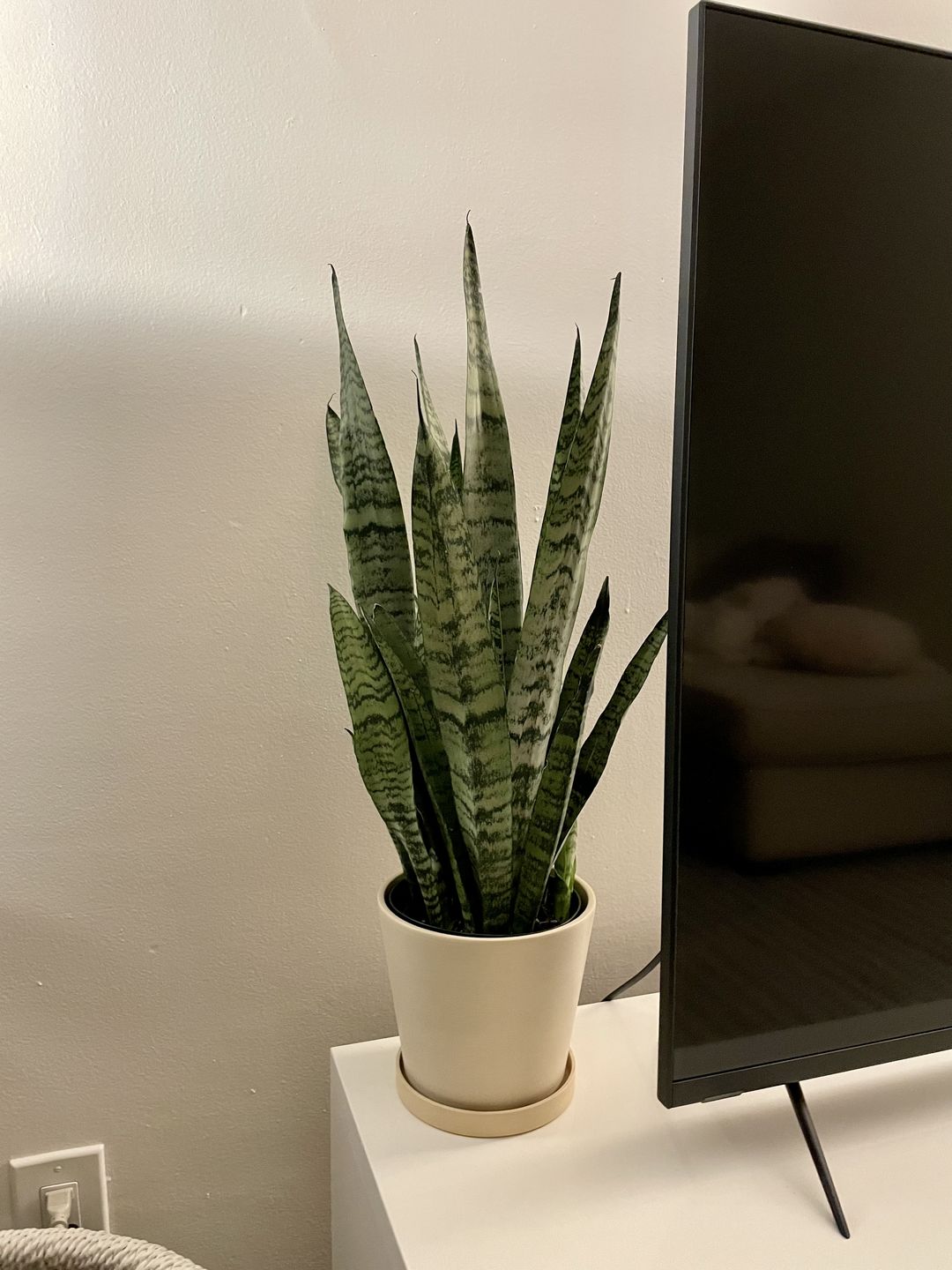 Customer photo review of 7" Tapered Signature Planters | Earth Tones