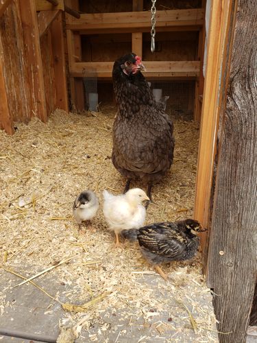 Customer photo review of GrubTerra Dried Larvae