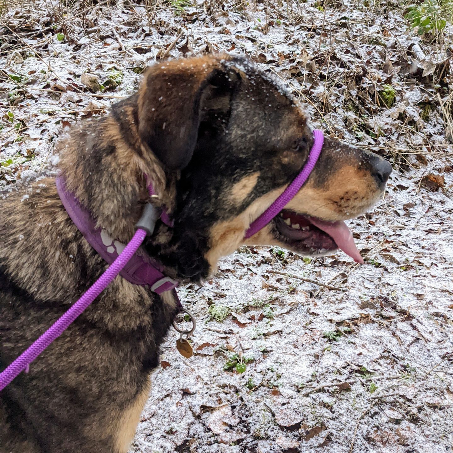 Customer photo review of Slip Lead | Anti-Pull & Anti-Choking Training Lead - Purple