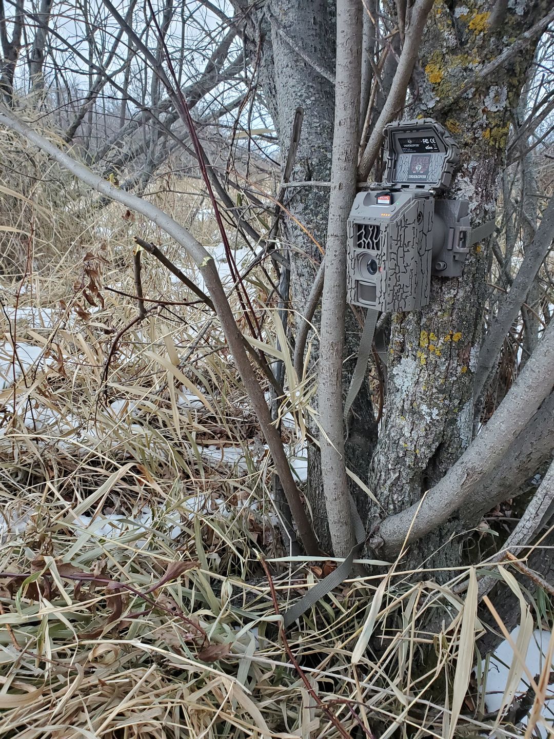 Customer photo review of Undercover™ Trail Camera