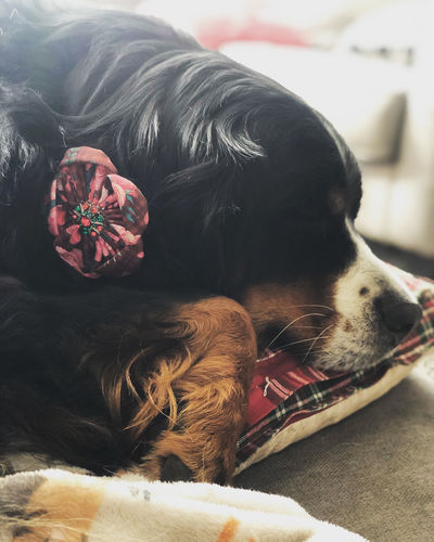 Customer photo review of Christmas dog collar flower/ girl plaid dog collar