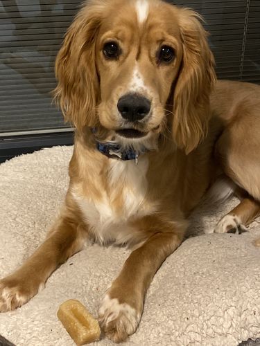 Customer photo review of BAF Yak Chews