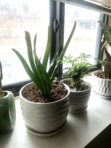 Customer photo review of Aloe Vera