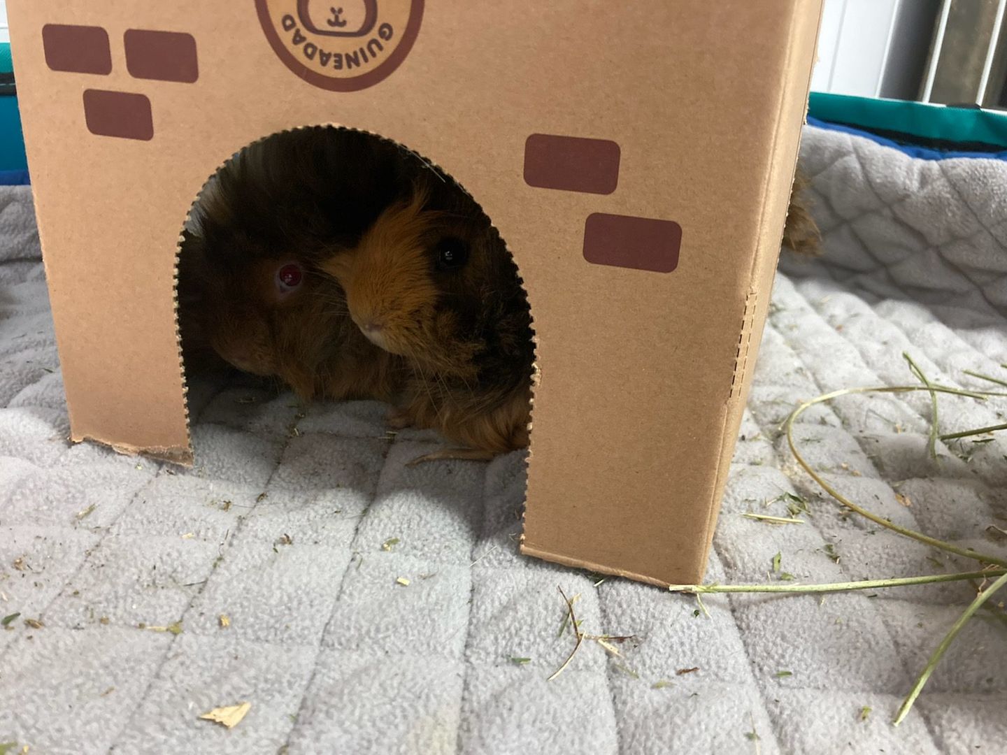 Customer photo review of GuineaDad Crunchy Condo - Pack of 3