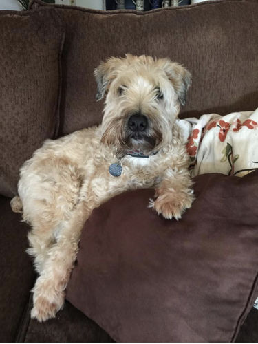 Customer photo review of Pet Tincture 500mg Isolate CBD