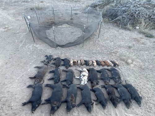 Customer photo review of Pig Brig Trap System