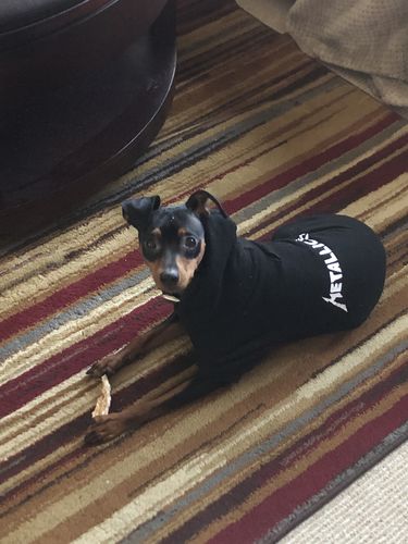 metallica dog sweater