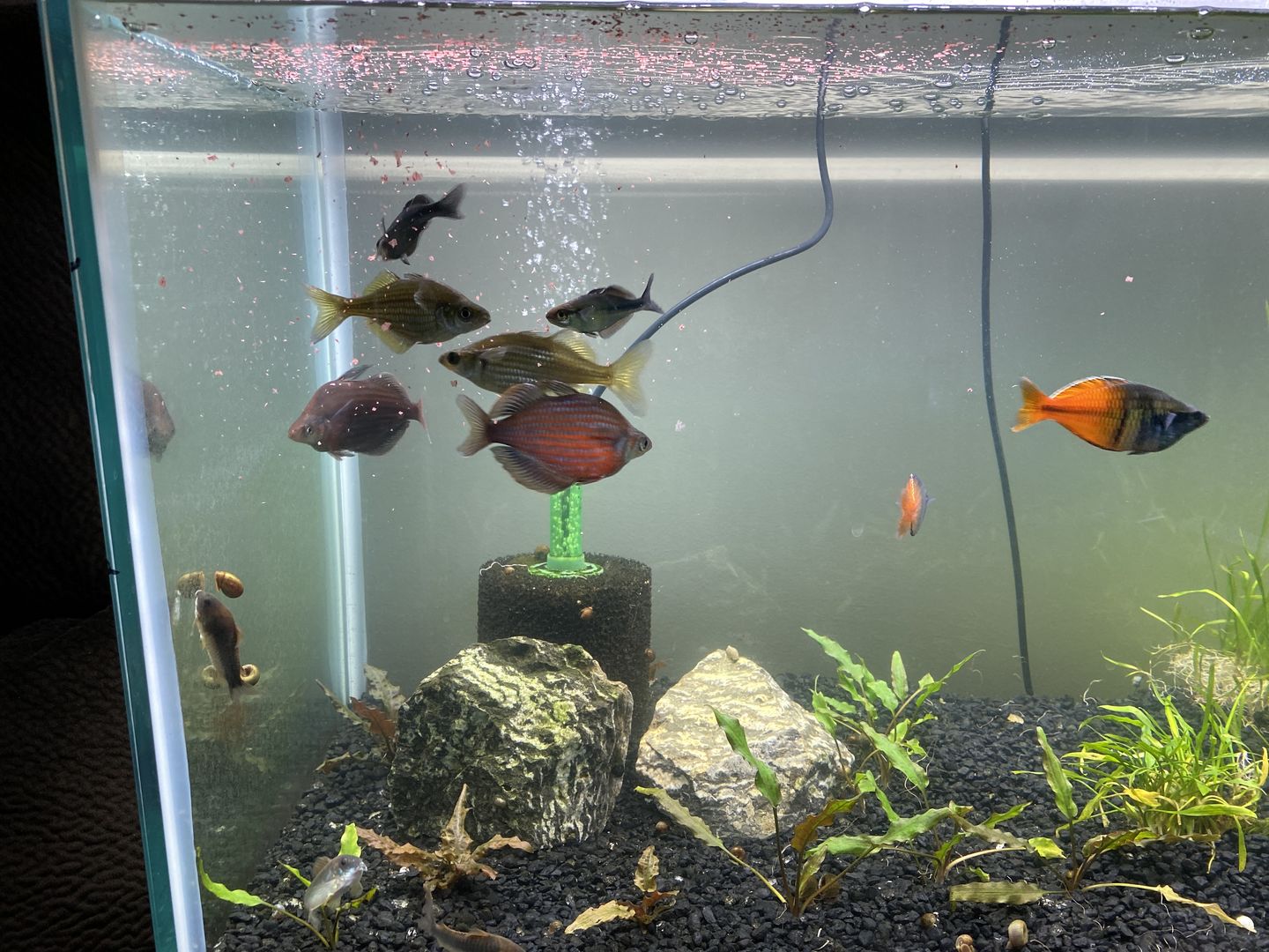 Customer photo review of Xtreme Krill Flakes
