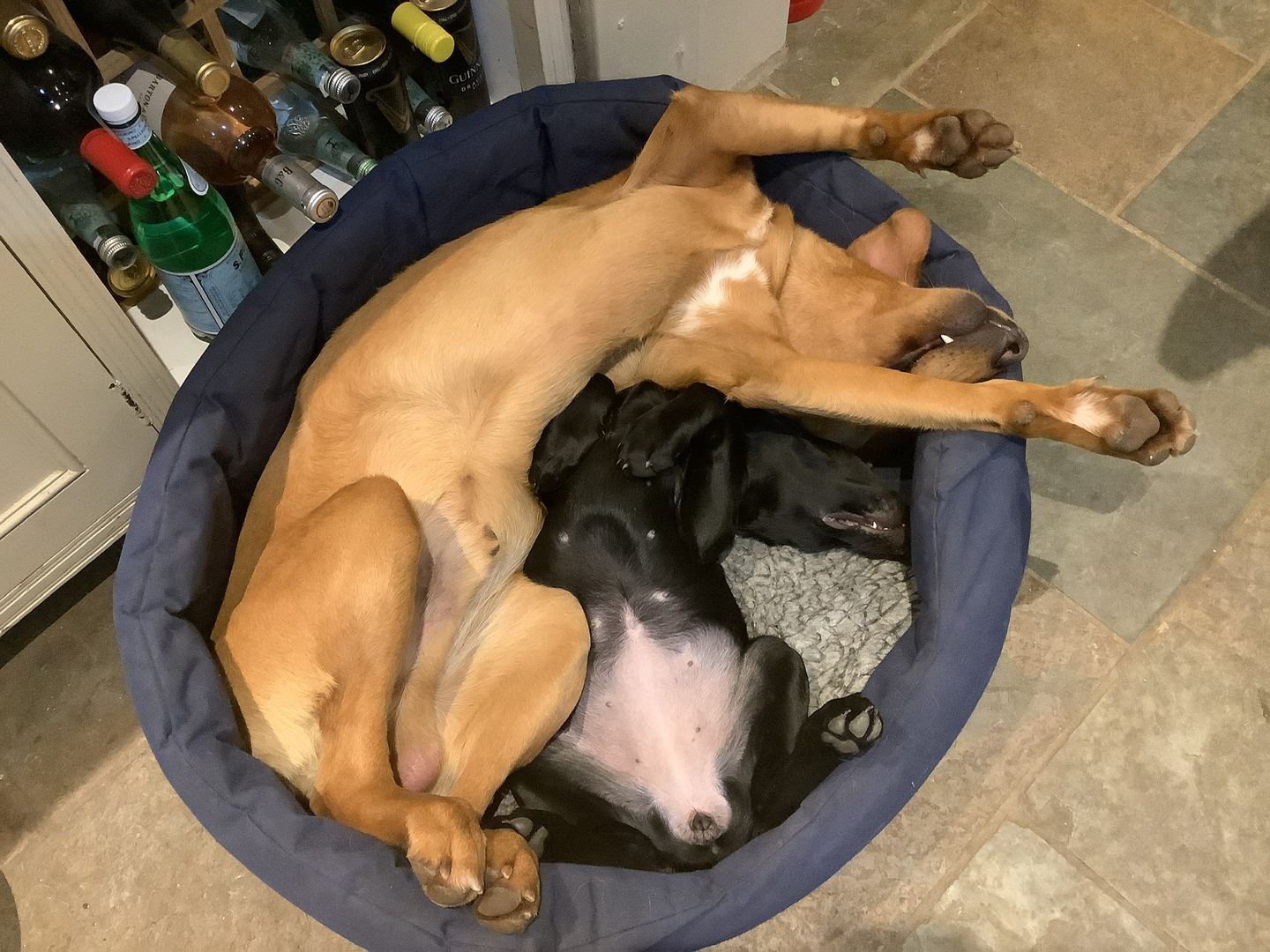 Customer photo review of Country Dog Heavy Duty Oval Waterproof Bed