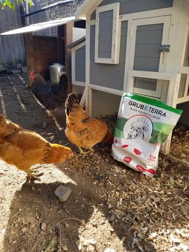 Customer photo review of GrubTerra Dried Black Soldier Fly Larvae