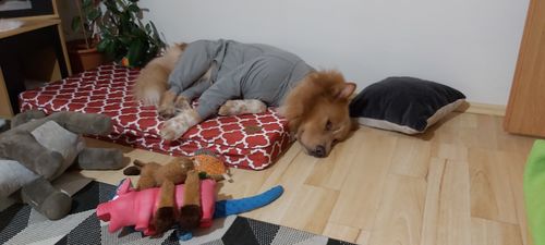 Customer photo review of Recovery Overall for Dogs