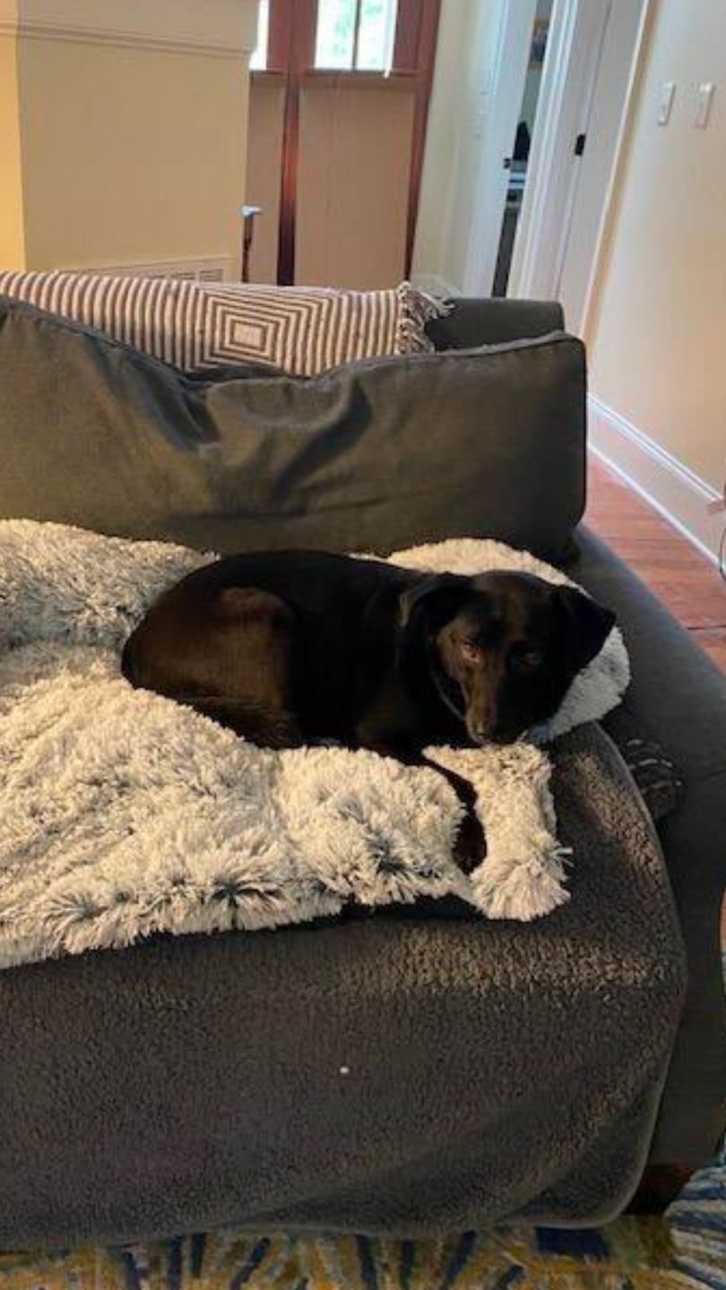 Customer photo review of *NEU* Emmalove - Flauschiges Hundebett für Dein Sofa