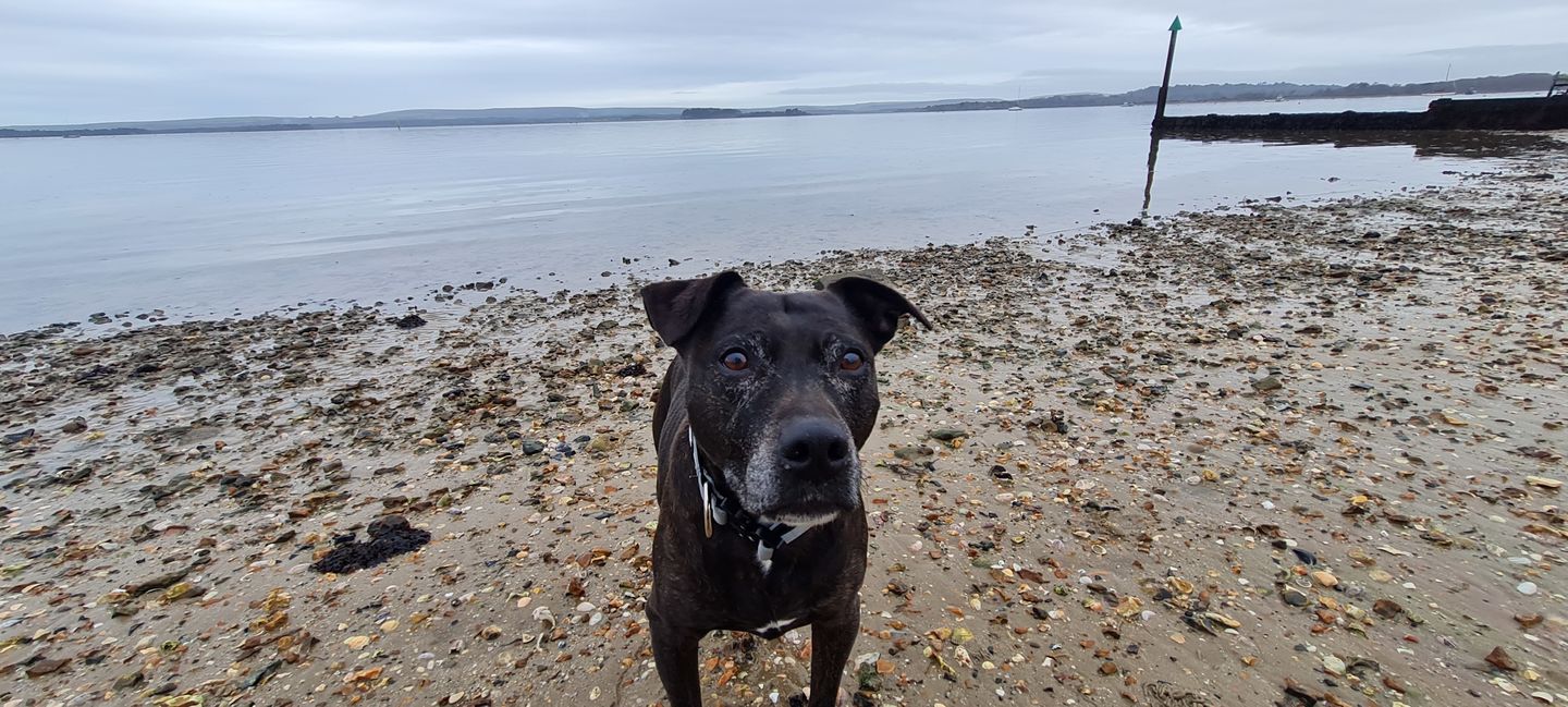 Customer photo review of 4cm Combat® Collar | Rated Clip - NO HANDLE - Metal Grey v2.0