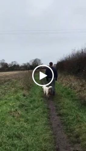 Customer video review of 7 Days To Perfect Heel Walking