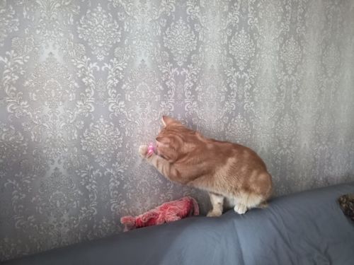Customer photo review of Automatic Interactive LED Laser Cat Toy