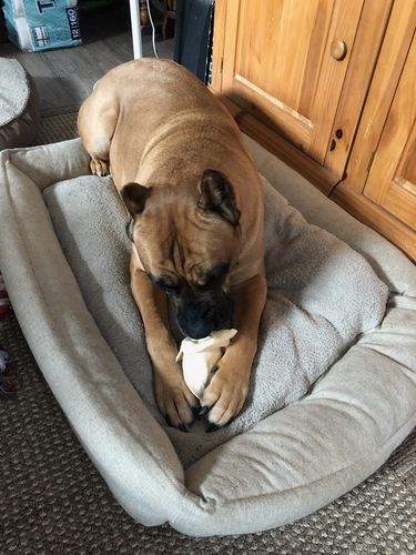 Customer photo review of Cow Ears For Dogs