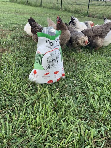 Customer photo review of GrubTerra Dried Larvae