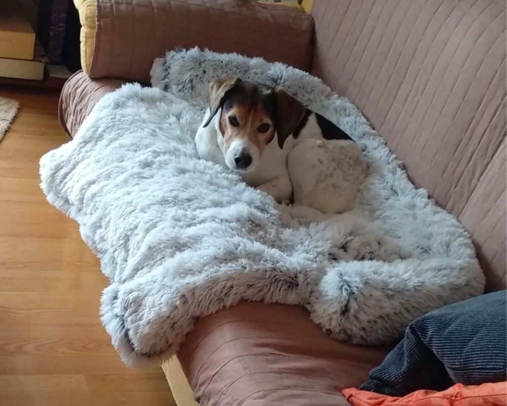 Customer photo review of *NEU* Emmalove - Flauschiges Hundebett für Dein Sofa