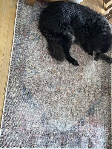 Customer photo review of Distressed Vintage Derya Multi Area Rug