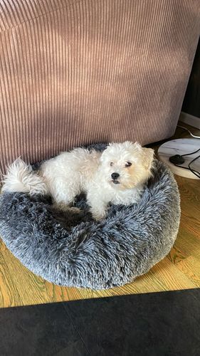 Customer photo review of Puppery Kuschelbett - Das Original