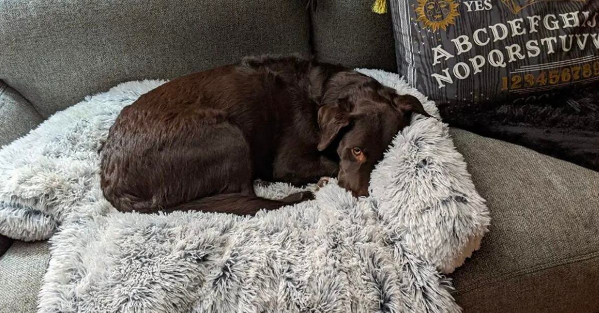Customer photo review of *NEU* Emmalove - Flauschiges Hundebett für Dein Sofa