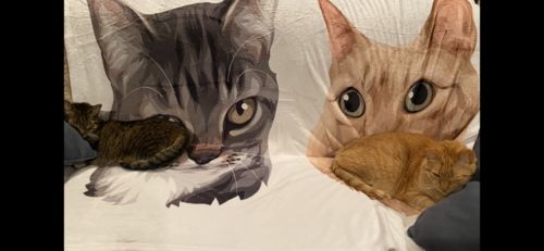 Customer photo review of Custom Pet Print Fleece Blanket