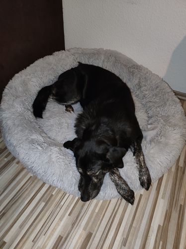 Customer photo review of Hundebett rund XL Wuscheldonut