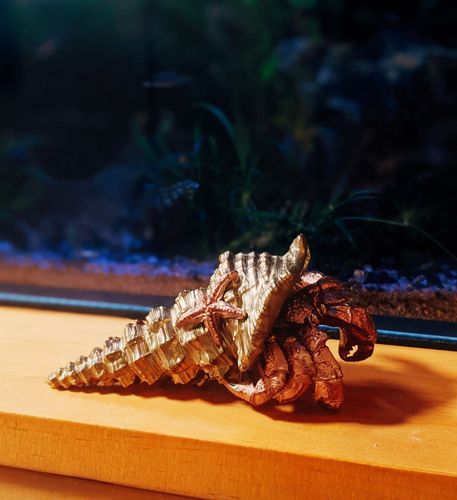 Customer photo review of Bronze Hermit Crab Bottle Opener
