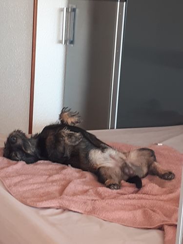 Customer photo review of Collier Anti Aboiement PuppySafe